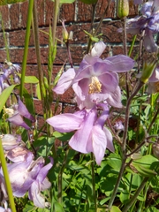 Aquilegia atrata