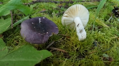 Russula murrillii
