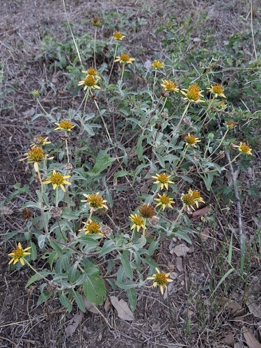 Tetragonotheca texana, 2026-09-25