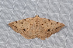 Taxeotis epigaea