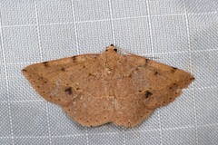 Taxeotis epigaea