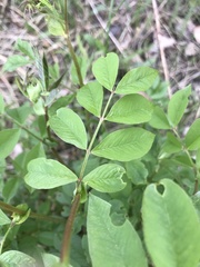Vicia venosa baicalensis
