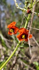 Alonsoa meridionalis, photograph (c) Víctor Sarabia Sánchez, some rights reserved (CC BY)