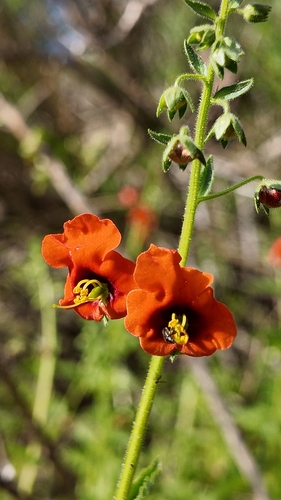 Alonsoa meridionalis
