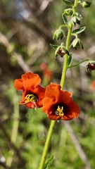 Alonsoa meridionalis