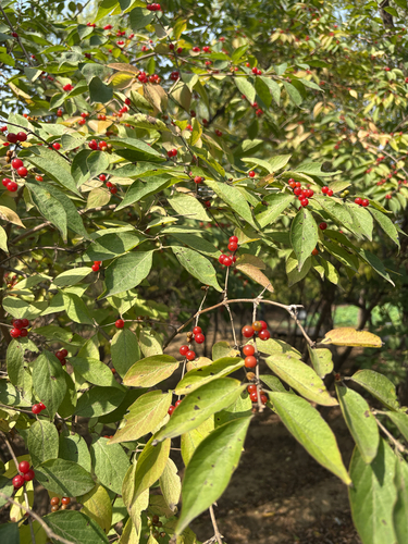 Amur honeysuckle