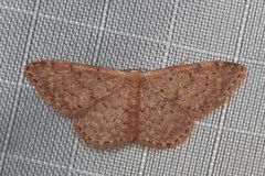 Idaea trissorma