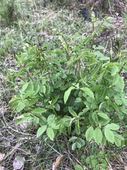Vicia venosa baicalensis