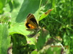 Cryptocala chardinyi