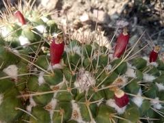 Mammillaria compressa compressa
