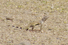 Callisaurus draconoides ventralis