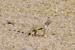 Callisaurus draconoides ventralis
