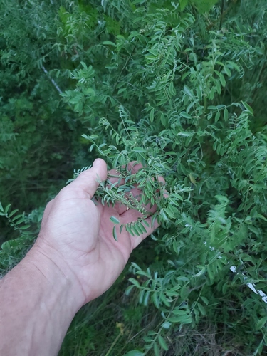 Indigofera suffruticosa observed 2026-09-01