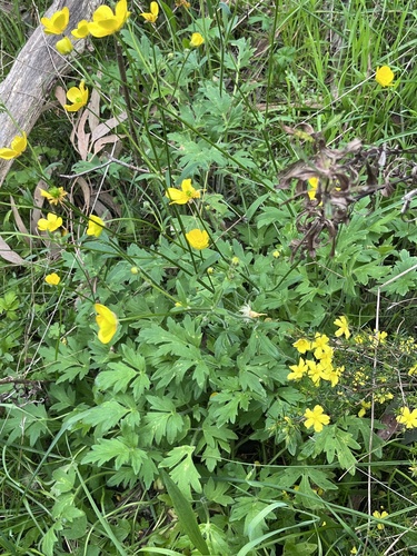 Ranunculus lappaceus observed 2026-09-26