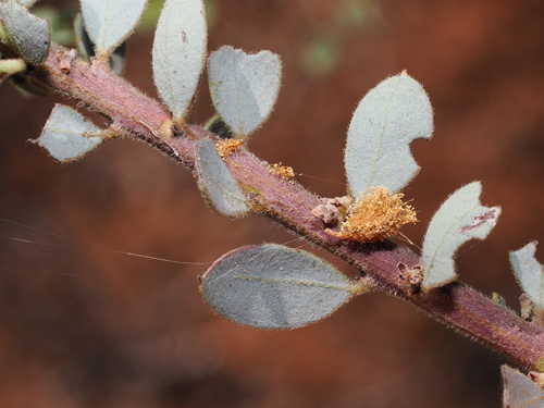 Acacia brachybotrya, photograph 2
