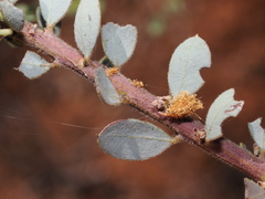 Acacia brachybotrya, photograph (c) Thomas Mesaglio, some rights reserved (CC BY)