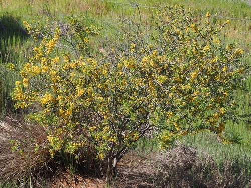 Acacia brachybotrya, photograph 1