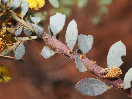 Acacia brachybotrya, photograph 3