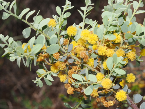 Acacia brachybotrya, photograph 4