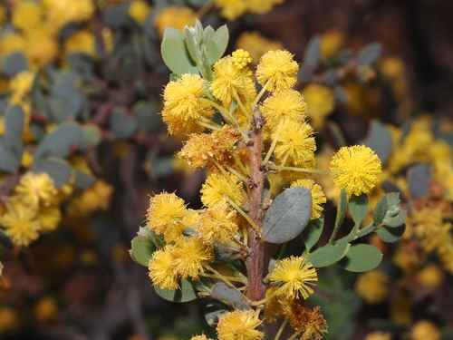 Acacia brachybotrya
