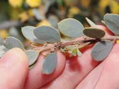 Acacia brachybotrya, photograph (c) Thomas Mesaglio, some rights reserved (CC BY)