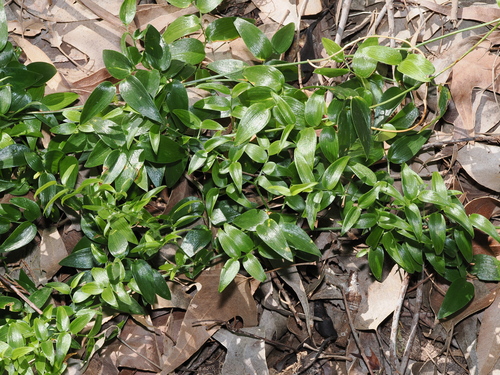 Asparagus asparagoides