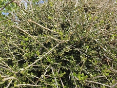 Melicytus crassifolius