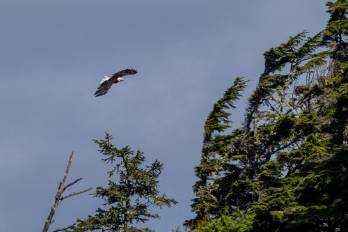 Bald Eagle