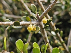 Melicytus crassifolius, photograph author not stated, no rights reserved