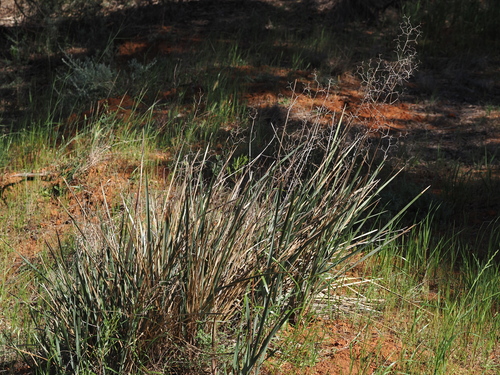 Dianella revoluta