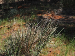 Dianella revoluta