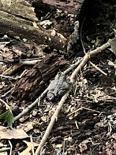 American Toad