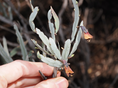 Bossiaea walkeri, photograph 3