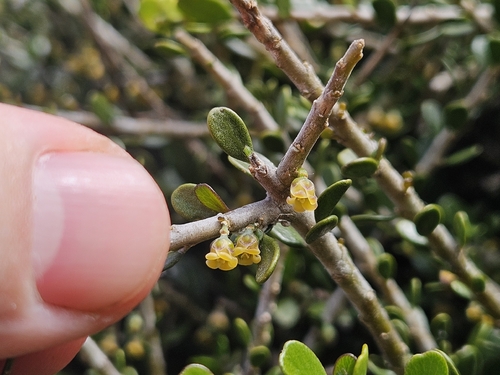 Melicytus crassifolius, photograph 2