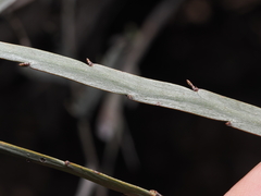 Bossiaea walkeri, photograph Thomas Mesaglio, CC BY, iNaturalist via GBIF