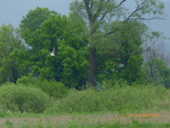 Chroicocephalus ridibundus