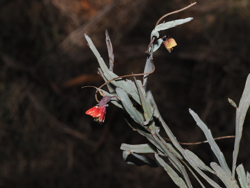 Bossiaea walkeri, photograph 6