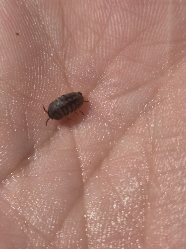 Common Pill Woodlouse
