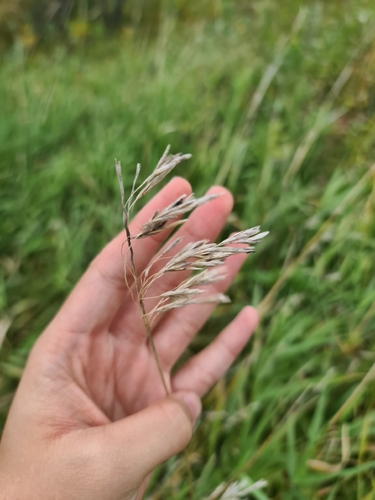 Bromus inermis, photograph 1