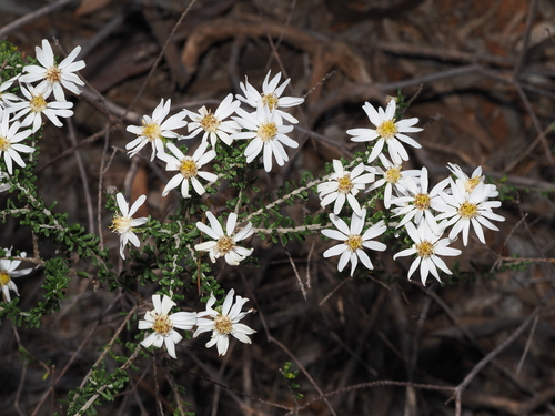 Olearia pimeleoides