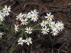 Olearia pimeleoides
