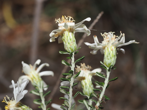 Olearia pimeleoides, photograph 1