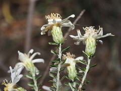 Olearia pimeleoides, photograph (c) Thomas Mesaglio, some rights reserved (CC BY)