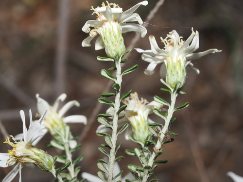 Olearia pimeleoides, photograph 2