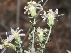 Olearia pimeleoides, photograph (c) Thomas Mesaglio, some rights reserved (CC BY)