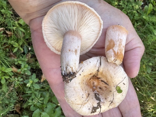 Downy milk cap