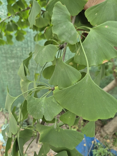 ginkgo