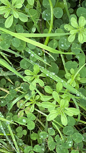 Galium aparine