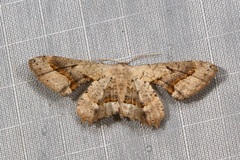 Phazaca leucocephala