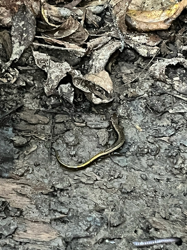 Northern Two-lined Salamander